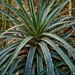 Puya glabrescens Habit