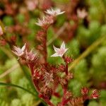 Sedum hispanicum Blomst