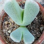 Cheiridopsis denticulata Hábito