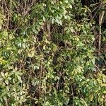 Ligustrum vulgare आदत