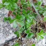 Alchemilla saxatilis Lehti