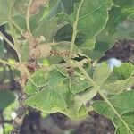 Quercus brantii Çiçek