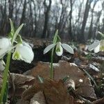 Galanthus nivalisFlor