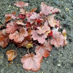 Heuchera sanguinea Ліст