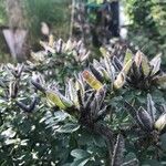 Cytisus supinus Fruit