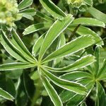 Alchemilla alpigena Blatt