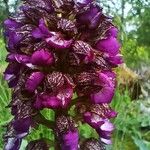 Orchis purpureaBloem