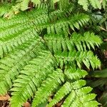 Cyathea arborea Leaf