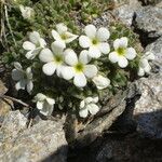 Androsace pubescens Habitatea