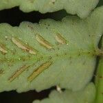 Asplenium barteri Hoja