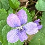 Viola × melissifolia Flower