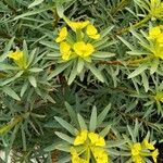 Euphorbia dendroides Flor