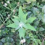 Chenopodium ficifolium Lehti