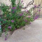 Salvia purpurea Hàbitat