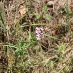 Centaurium tenuiflorum Облик