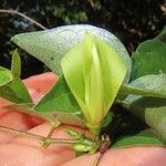 Macrotyloma axillare Flower