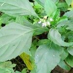 Ocimum carnosum Frunză