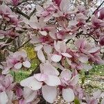 Magnolia × soulangeana Цветок