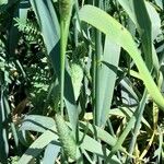 Phalaris aquatica Likasa