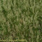 Agrostis stolonifera Plante entière