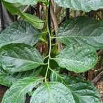 Ehretia cymosa Leaf