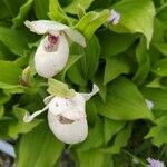 Cypripedium reginae Blomst