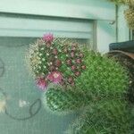 Mammillaria backebergiana Virág