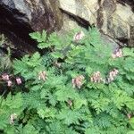 Dicentra eximia Habitus