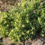 Gymnocarpos decander Habit