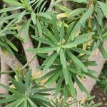 Euphorbia lamarckii Hoja