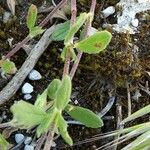 Helianthemum salicifolium Likasa