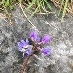 Oxytropis jacquinii Květ