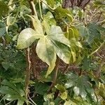 Fatsia japonica Celota