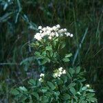 Thalictrum pubescens Fiore