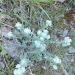 Teucrium polium Flower