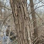 Salix nigra Bark