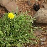 Tolpis succulenta Habitus