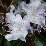 Rhododendron augustinii Λουλούδι