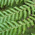 Dicksonia antarctica 葉