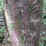 Sterculia frondosa Kôra