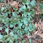 Saxifraga spathularis Blatt