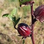 Hibiscus sabdariffa Fruto
