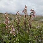 Epipactis palustris Hábito