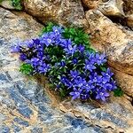 Campanula cenisia Habitatea