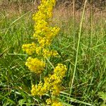 Galium verumFlower