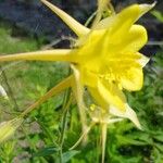 Aquilegia chrysantha Flor