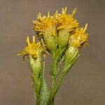 Euthamia occidentalis 花