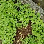 Geranium lucidumLeaf