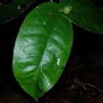 Mouriri osaensis Leaf