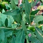 Aster ageratoides Blatt